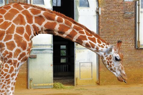 Subscribe to envato elements for unlimited photos downloads for a single monthly fee. Giraffe sticking her tongue out | Sigurros ...