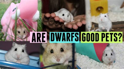 Make sure your house is spick and span. Do dwarf hamsters make good pets? | HamsterHorsesandCats ...