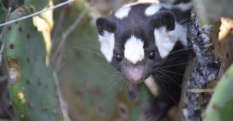 Meet The Spotted Skunks Theyve Been Keeping A Secret From Us Tips