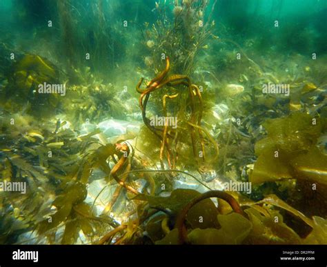 Sea Life Seaweed Kelp Forest Scotland Hi Res Stock Photography And