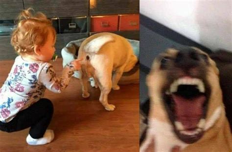 pin de luiz carlos em rir faz bem memes engraçados do cão vídeos engraçados para crianças