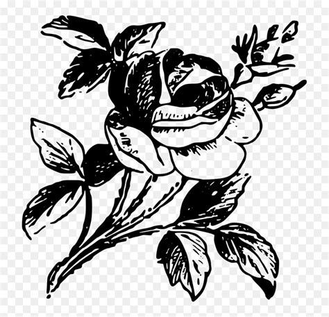 Jual benih bunga mawar hitam putih black and white rose import kota pekanbaru exyo online shop tokopedia. Art,monochrome Photography,pollinator - Hitam Putih Gambar ...