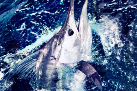 West Coast Striped Marlin Fishing Out Of Kaipara Harbour Northland