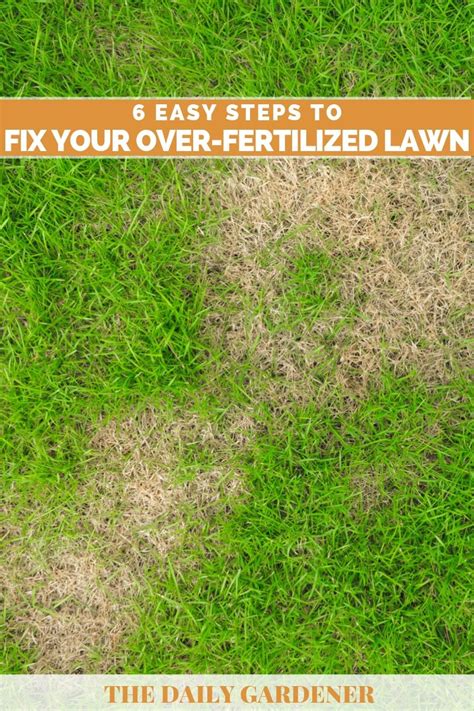 6 Easy Steps To Fix Your Over Fertilized Lawn