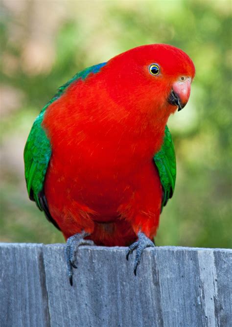 Australian King-Parrot (Alisterus scapularis) | Australian native birds, Australian parrots 