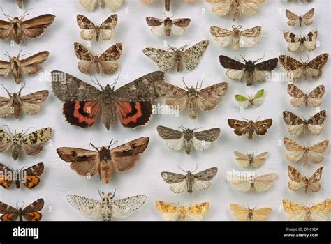 A Collection Of Preserved And Pinned British Moths Stock Photo Alamy