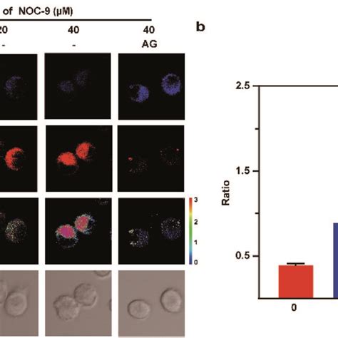 A Two Photon Fluorescence Images Of Bv Cells Incubated With