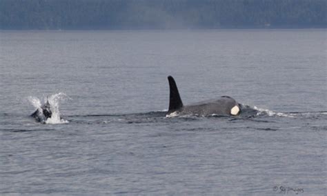 Southern Resident Orca J Pod Unidentified Killer Whales Humpback
