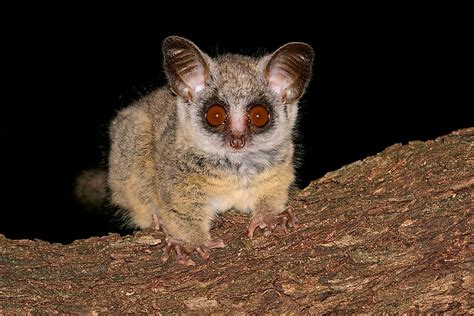 Bushbaby Facts Animals Of Africa