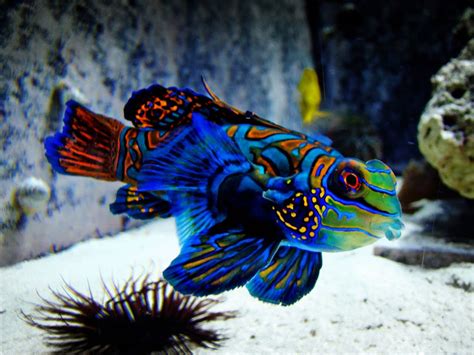 Amazing Color The Mandarin Fish