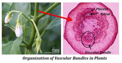 Vascular plants (from latin vasculum: Structure & Classification of Vascular Bundles in Plants ...
