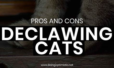 Pros And Cons Of Declawing Cats In 2022