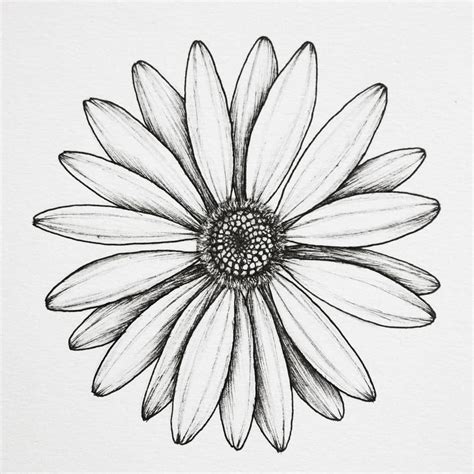 Beautiful Daisy Floral Drawing
