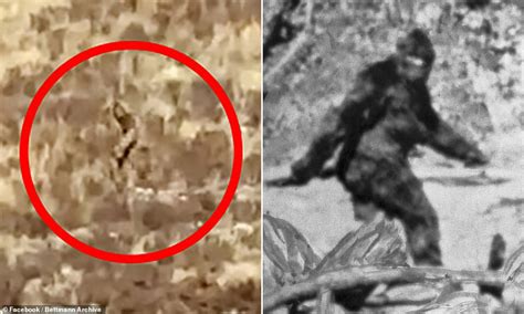 Researchers Launch Investigation After Bigfoot Sighting In Colorado
