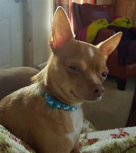 Skeptical Chihuahua Blank Template Imgflip