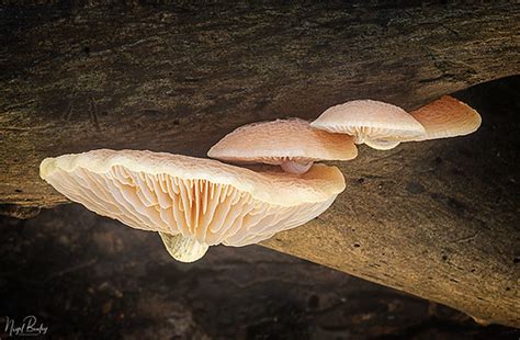 NETTED RHODOTUS 2 | Netted Rhodotus mushrooms, Rhodotus palm… | Flickr