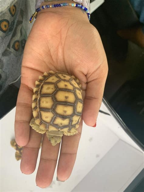 Baby Sulcata Tortoises 50 Het Ivory Ringtail Exotics Pets