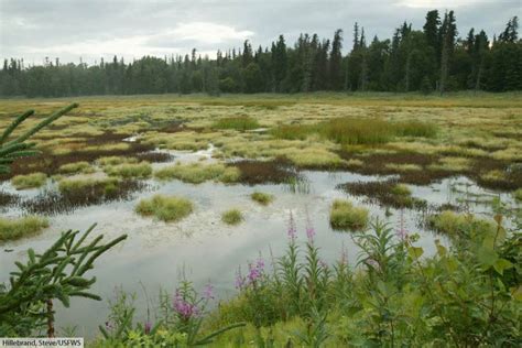 What Is The Taiga Biome Discover Animals And Plants Of The Boreal Forest