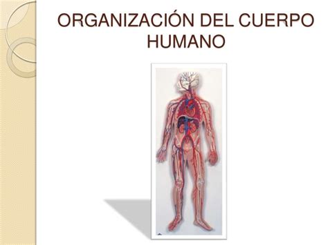 Organizacion Interna Del Cuerpo Humano