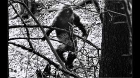 Real Bigfootsasquatch Sighting In 2015 Real Evidenceproof Youtube