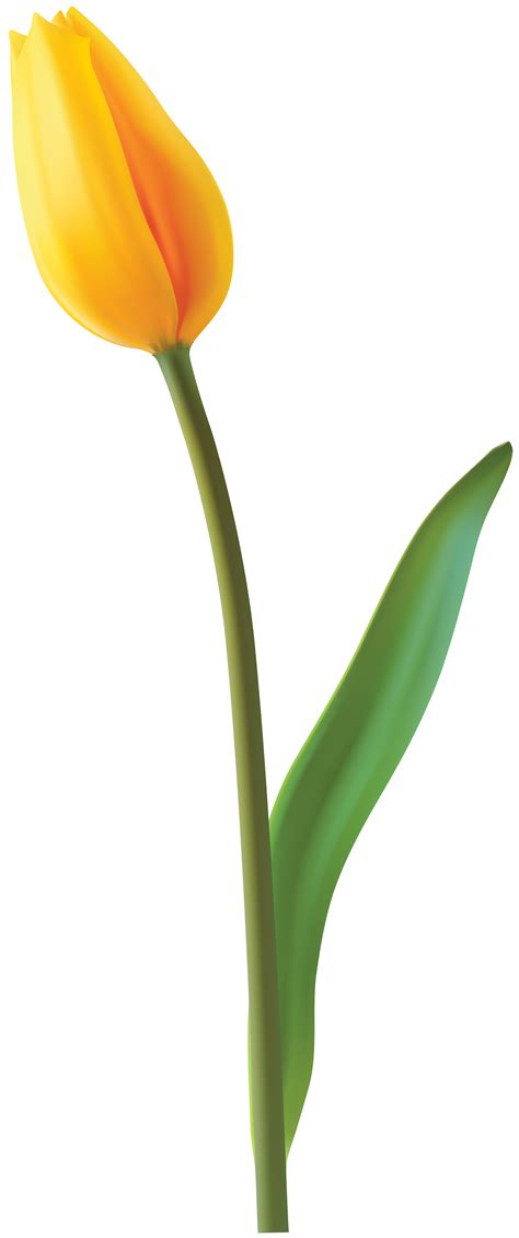 Yellow Tulip Png 10 Free Cliparts Download Images On Clipground 2023