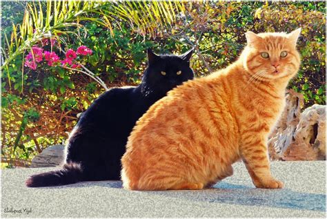 Black And Orange Cat