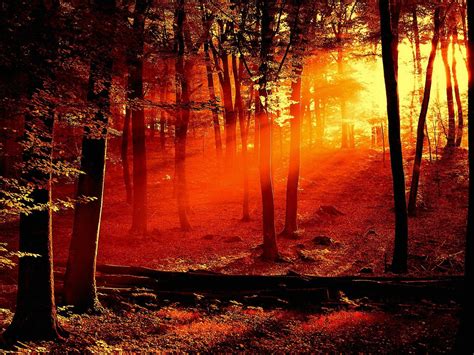 壁纸 阳光 树木 森林 日落 性质 反射 晚间 早上 秋季 叶 花 季节 黑暗 栖息地 自然环境