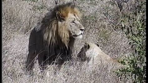 Natural History No 55f Lions In The Kruger National Park Youtube