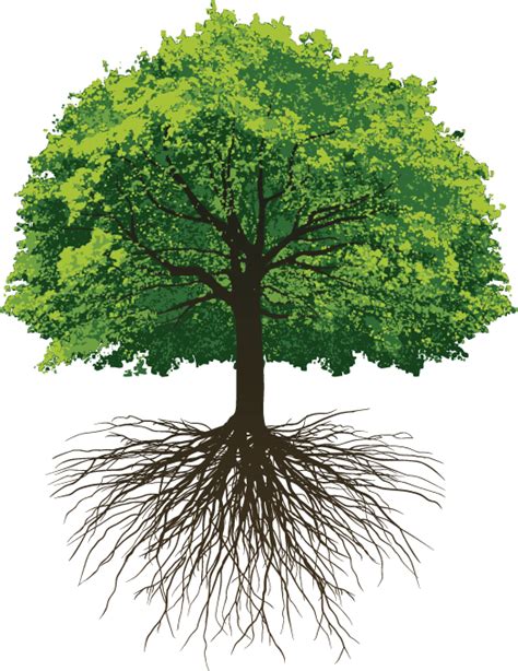 Oak Tree With Roots Clipart 10 Free Cliparts Download Images On