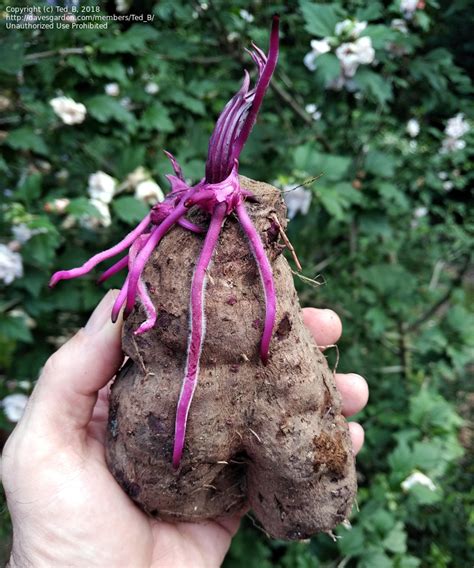 Plantfiles Pictures Purple Yam Violet Yam Ube Ubi Dioscorea