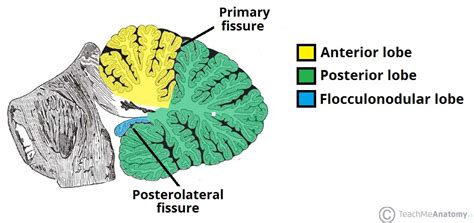 The Cerebellum Structure Position Vasculature Teachmeanatomy