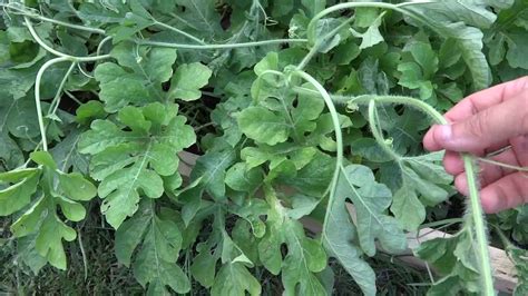 Watermelon vines are susceptible to a number of diseases, many of them fungal. Should you trim your watermelon vine? - YouTube