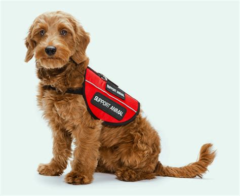 Support dog insurance | Pet insurance | petGuard