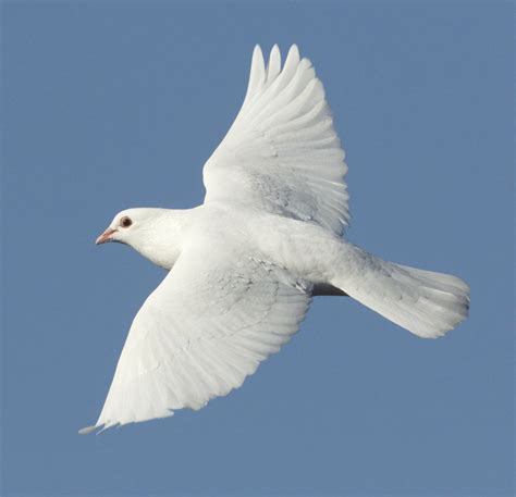 White Dove San Diego Bird Spot