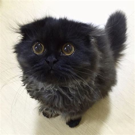 Meet Your New Obsession — Gimo The Big Eyed Cat Cats With Big Eyes
