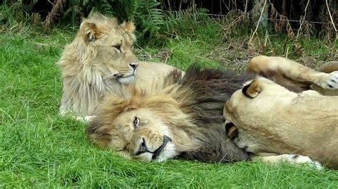 Lion And Lioness Acting Cute Knowsley Safari Park Youtube