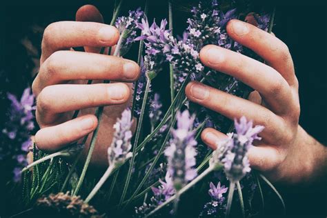 Free Images Hand Flower Finger Nail Holding Lavender Macro