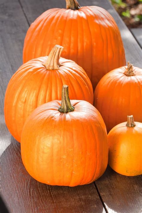 Halloween Pumpkins Stock Image Image Of Season Pumpkin 16313419