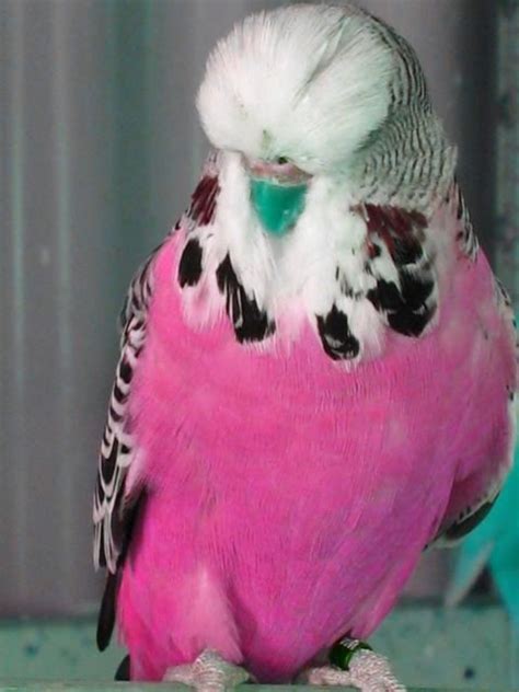 Pink Parakeets Budgies Parakeet Budgies Bird