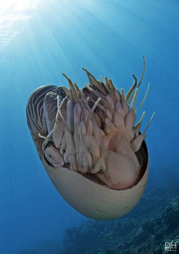 Djh6103 Chambered Nautilus Nautilus Pompilius Digidiverdeb Flickr