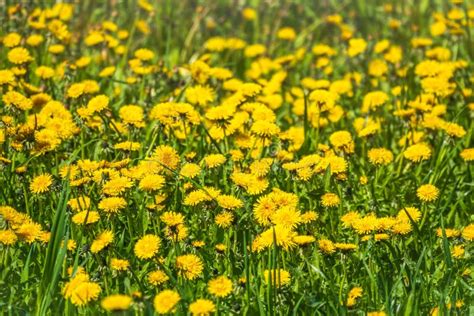 Field Of Yellow Dandelions Stock Photo Image Of Bright 173764106