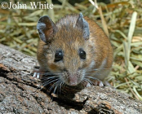 White Footed Deermouse Tennessee Wildlife Resources Agency