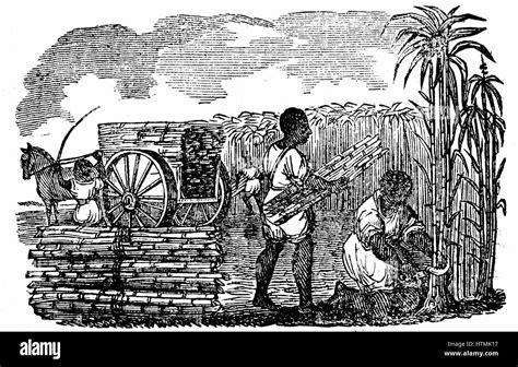 Sklaven In Der Tabak Plantage Virginia Holzschnitt Aus Szenen Der