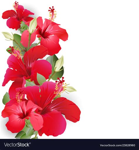 Bouquet With Hibiscus Royalty Free Vector Image