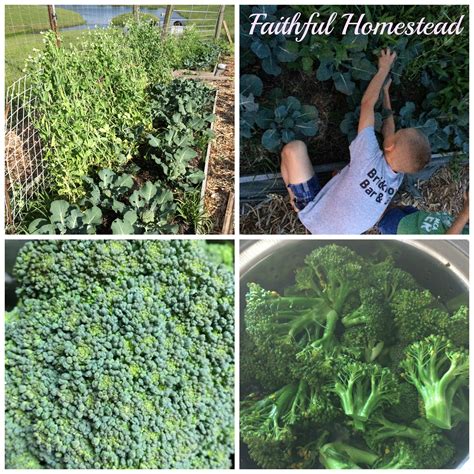 Growing And Freezing Broccoli