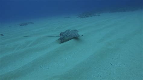 Spotted Eagle Ray In Oahu Hawaii Pics