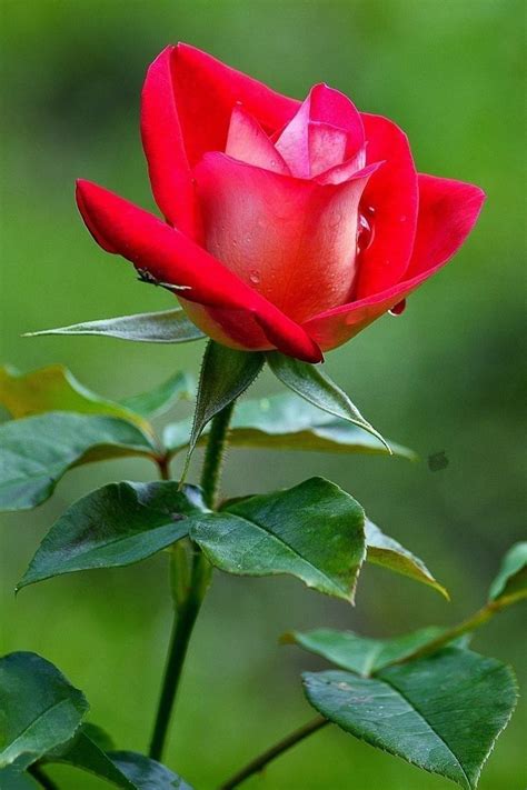 Pin By My Anh On 1 Red Roses Amazing Flowers Rose Buds Beautiful Roses