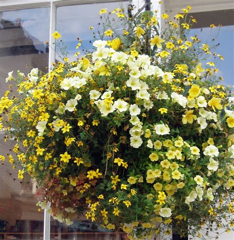 Check spelling or type a new query. Replanting Hanging Baskets - Choice Plants