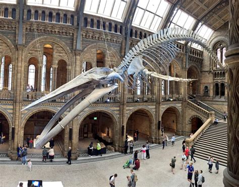 Natural History Museum Unveils Dippy The Diplodocus Replacement Hope