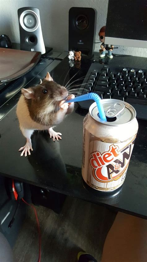 A Rodent With A Toothbrush In Its Mouth Next To A Can Of Soda